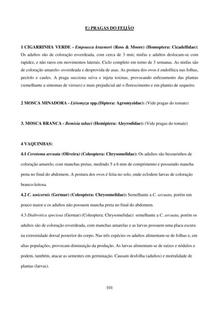 101
E) PRAGAS DO FEIJÃO
1 CIGARRINHA VERDE - Empoasca kraemeri (Ross  Moore) (Homoptera: Cicadellidae):
Os adultos são de coloração esverdeada, com cerca de 3 mm; ninfas e adultos deslocam-se com
rapidez, e não raros em movimentos laterais. Ciclo completo em torno de 3 semanas. As ninfas são
de coloração amarelo- esverdeada e desprovida de asas. As postura dos ovos é endofítica nas folhas,
pecíolo e caules. A praga succiona seiva e injeta toxinas, provocando enfezamento das plantas
(semelhante a sintomas de viroses) e mais prejudicial até o florescimento e em plantio de sequeiro.
2 MOSCA MINADORA - Liriomyza spp.(Diptera: Agromyzidae): (Vide pragas do tomate)
3. MOSCA BRANCA - Bemisia tabaci (Hemiptera: Aleyrodidae): (Vide pragas do tomate)
4 VAQUINHAS:
4.1 Cerotoma arcuata (Oliveira) (Coleoptera: Chrysomelidae): Os adultos são besourinhos de
coloração amarelo, com manchas pretas, medindo 5 a 6 mm de comprimento e possuindo mancha
preta no final do abdomem. A postura dos ovos é feita no solo, onde eclodem larvas de coloração
branco-leitosa.
4.2 C. unicornis (Germar) (Coleoptera: Chrysomelidae): Semelhante a C. arcuata, porém um
pouco maior e os adultos não possuem mancha preta no final do abdomem.
4.3 Diabrotica speciosa (Germar) (Coleoptera: Chrysomelidae): semelhante a C. arcuata, porém os
adultos são de coloração esverdeada, com manchas amarelas e as larvas possuem uma placa escura
na extremidade dorsal posterior do corpo. Nas três espécies os adultos alimentam-se de folhas e, em
altas populações, provocam diminuição da produção. As larvas alimentam-se de raízes e nódulos e
podem, também, atacar as sementes em germinação. Causam desfolha (adultos) e mortalidade de
plantas (larvas).
 