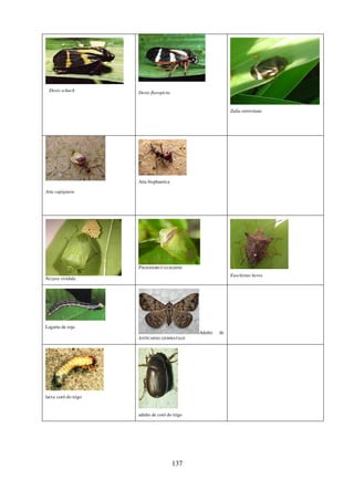137
Deois schach Deois flavopicta
Zulia entreriana
Atta capiguara
Atta bisphaerica
Nezara viridula
PIEZODORUS GUILDINII
Euschistus heros
Lagarta da soja
Adulto de
ANTICARSIA GEMMATALIS
larva coró do trigo
adulto de coró do trigo
 