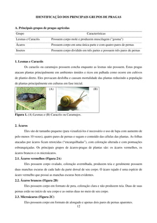 12
IDENTIFICAÇÃO DOS PRINCIPAIS GRUPOS DE PRAGAS
A. Principais grupos de pragas agrícolas
Grupo Características
Lesmas e Caracóis Possuem corpo mole e produzem muscilagem ("gosma")
Ácaros Possuem corpo em uma única parte e com quatro pares de pernas
Insetos Possuem corpo dividido em três partes e possuem três pares de pernas
1. Lesmas e Caracóis
Os caracóis ou caramujos possuem concha enquanto as lesmas não possuem. Estas pragas
atacam plantas principalmente em ambientes úmidos e ricos em palhada como ocorre em cultivos
de plantio direto. Eles provacam desfolha e causam mortalidade das plantas reduzindo a população
de plantas principalmente em culturas em fase inicial.
(A) (B)
Figura 1. (A) Lesmas e (B) Caracóis ou Caramujos.
2. Ácaros
Eles são de tamanho pequeno (para vizualizá-los é necessário o uso de lupa com aumento de
pelo menos 10 vezes), quatro pares de pernas e sugam o conteúdo das células das plantas. As folhas
atacadas por ácaros ficam retorcidas (“encarquilhadas”), com coloração alterada e com pontuações
esbranquiçadas. Os principais grupos de ácaros-pragas de plantas são: os ácaros vermelhos, os
ácaros brancos e os microácaros.
2.1. Ácaros vermelhos (Figura 2A)
Eles possuem corpo ovalado, coloração avermlhada, produzem teia e geralmente possuem
duas manchas escuras de cada lado da parte dorsal de seu corpo. O ácaro rajado é uma espécie de
ácaro vermelho que possui as manchas escuras bem evidentes.
2.2. Ácaros brancos (Figura 2B)
Eles possuem corpo em formato de pera, coloração clara e não produzem teia. Duas de suas
pernas estão no início de seu corpo e as outras duas no meio de seu corpo.
2.3. Microácaros (Figura 2C)
Eles possuem corpo em formato de alongado e apenas dois pares de pernas aparentes.
 