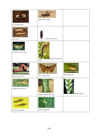 138
Larva de bicho bolo
Adulto de biacho bolo
Larva arame Adulto de larva arame
Pseudaletia sequax adulto
Lagarta de Pseudaletia
sequax
Mocis latipes lagarta Mocis latipes adulto
percevejo do trigo
Pulgão verde dos cereais
pulgão verde pálido das folhas
pulgão da espiga
Tripes de ornamentais tripes de ornamentais
 