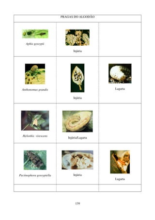 139
PRAGAS DO ALGODÃO
Aphis gossypii
Injúria
Anthonomus grandis
Injúria
Lagarta
Heliothis virescens
Injúria/Lagarta
Pectinophora gossypiella Injúria
Lagarta
 