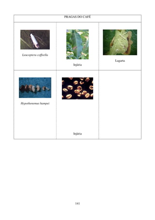 141
PRAGAS DO CAFÉ
Leucoptera coffeella
Injúria
Lagarta
Hypothenemus hampei
Injúria
 