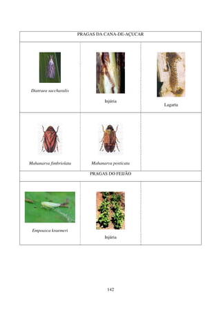 142
PRAGAS DA CANA-DE-AÇUCAR
Diatraea saccharalis
Injúria
Lagarta
Mahanarva fimbriolata Mahanarva posticata
PRAGAS DO FEIJÃO
Empoasca kraemeri
Injúria
 