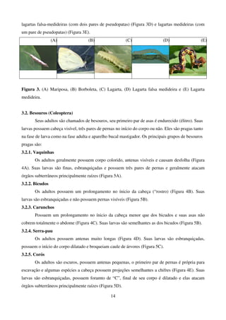 14
lagartas falsa-medideiras (com dois pares de pseudopatas) (Figura 3D) e lagartas medideiras (com
um pare de pseudopatas) (Figura 3E).
(A) (B) (C) (D) (E)
Figura 3. (A) Mariposa, (B) Borboleta, (C) Lagarta, (D) Lagarta falsa medideira e (E) Lagarta
medideira.
3.2. Besouros (Coleoptera)
Seus adultos são chamados de besouros, seu primeiro par de asas é endurecido (élitro). Suas
larvas possuem cabeça visível, três pares de pernas no início do corpo ou não. Eles são pragas tanto
na fase de larva como na fase adulta e aparelho bucal mastigador. Os principais grupos de besouros
pragas são:
3.2.1. Vaquinhas
Os adultos geralmente possuem corpo colorido, antenas visíveis e causam desfolha (Figura
4A). Suas larvas são finas, esbranquiçadas e possuem três pares de pernas e geralmente atacam
órgãos subterrâneos principalmente raízes (Figura 5A).
3.2.2. Bicudos
Os adultos possuem um prolongamento no ínicio da cabeça (“rostro) (Figura 4B). Suas
larvas são esbranquiçadas e não possuem pernas visíveis (Figura 5B).
3.2.3. Carunchos
Possuem um prolongamento no ínicio da cabeça menor que dos bicudos e suas asas não
cobrem totalmente o abdome (Figura 4C). Suas larvas são semelhantes as dos bicudos (Figura 5B).
3.2.4. Serra-pau
Os adultos possuem antenas muito longas (Figura 4D). Suas larvas são esbranquiçadas,
possuem o início do corpo dilatado e broqueiam caule de árvores (Figura 5C).
3.2.5. Corós
Os adultos são escuros, possuem antenas pequenas, o primeiro par de pernas é própria para
escavação e algumas espécies a cabeça possuem projeções semelhantes a chifres (Figura 4E). Suas
larvas são esbranquiçadas, possuem foramto de “C”, final de seu corpo é dilatado e elas atacam
órgãos subterrâneos principalmente raízes (Figura 5D).
 