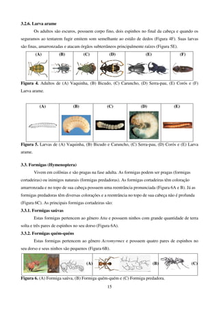 15
3.2.6. Larva arame
Os adultos são escuros, possuem corpo fino, dois espinhos no final da cabeça e quando os
seguramos ao tentarem fugir emitem som semelhante ao estálo de dedos (Figura 4F). Suas larvas
são finas, amarronzadas e atacam órgãos subterrâneos principalmente raízes (Figura 5E).
(A) (B) (C) (D) (E) (F)
Figura 4. Adultos de (A) Vaquinha, (B) Bicudo, (C) Caruncho, (D) Serra-pau, (E) Corós e (F)
Larva arame.
(A) (B) (C) (D) (E)
Figura 5. Larvas de (A) Vaquinha, (B) Bicudo e Caruncho, (C) Serra-pau, (D) Corós e (E) Larva
arame.
3.3. Formigas (Hymenoptera)
Vivem em colônias e são pragas na fase adulta. As formigas podem ser pragas (formigas
cortadeiras) ou inimigos naturais (formigas predadoras). As formigas cortadeiras têm coloração
amarronzada e no topo de sua cabeça possuem uma reentrância pronunciada (Figura 6A e B). Já as
formigas predadoras têm diversas colorações e a reentrância no topo de sua cabeça não é profunda
(Figura 6C). As principais formigas cortadeiras são:
3.3.1. Formigas saúvas
Estas formigas pertencem ao gênero Atta e possuem ninhos com grande quantidade de terra
solta e três pares de espinhos no seu dorso (Figura 6A).
3.3.2. Formigas quém-quéns
Estas formigas pertencem ao gênero Acromyrmex e possuem quatro pares de espinhos no
seu dorso e seus ninhos são pequenos (Figura 6B).
(A) (B) (C)
Figura 6. (A) Formiga saúva, (B) Formiga quém-quém e (C) Formiga predadora.
 
