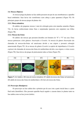 16
3.4. Moscas (Diptera)
As moscas-praga de plantas na fase adulta possuem um par de asas membranosas e aparelho
bucal embebedor. Suas larvas são vermiformes (sem cabeça e patas aparentes) (Figura 7E). Os
principais grupos de moscas pragas de plantas são:
3.3.1. Mosca minadora
Os adultos são pequenas moscas ( mm) de coloração preta com manchas amarelas (Figura
7A). As larvas confeccionam minas finas e serpenteadas (parecem com serpentes) nas folhas
(Figura 7B).
3.3.2. Moscas das frutas
Os adultos são moscas que possuem desenhos em formatos de “S” e “V” nas asas. Estas
moscas pertencem a dois gêneros: Anastrepha e Ceratitis. As moscas do gênero Anastrepha são
chamadas de moscas-das-frutas sul americanas devido a sua origem e possuem coloração
amarronzada (Figura 7C). Já as moscas do gênero Ceratitis (a espécie de import6ancia é Ceratitis
capitata) são chamadas de moscas-das-frutas do mediterrâneo devido a sua origem e o tórax escuro
(Figura 7D). Suas larvas são pragas de praticamente todas as frutas (Figura 7E).
(A) (B) (C) (D) (E)
Figura 7. (A) Adulto e (B) mina de mosca minadora, (C) adulto da mosca das frutas sul americana,
(D) adulto de mosca das frutas do mediterrâneo e (E) larva de mosca das frutas.
3.5. Percevejos (Hemiptera)
Os percevejos na fase adulta têm o primeiro par de asas com a parte inicial dura e a parte
final mole (hemiélitro). Eles possuem aparelho bucal sugador e causam danos às plantas tanto na
fase adulta como na fase jovem (ninfas).
 