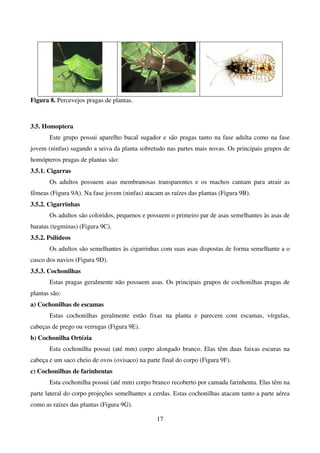 17
Figura 8. Percevejos pragas de plantas.
3.5. Homoptera
Este grupo possui aparelho bucal sugador e são pragas tanto na fase adulta como na fase
jovem (ninfas) sugando a seiva da planta sobretudo nas partes mais novas. Os principais grupos de
homópteros pragas de plantas são:
3.5.1. Cigarras
Os adultos possuem asas membranosas transparentes e os machos cantam para atrair as
fêmeas (Figura 9A). Na fase jovem (ninfas) atacam as raízes das plantas (Figura 9B).
3.5.2. Cigarrinhas
Os adultos são coloridos, pequenos e possuem o primeiro par de asas semelhantes às asas de
baratas (tegminas) (Figura 9C).
3.5.2. Psilídeos
Os adultos são semelhantes às cigarrinhas com suas asas dispostas de forma semelhante a o
casco dos navios (Figura 9D).
3.5.3. Cochonilhas
Estas pragas geralmente não possuem asas. Os principais grupos de cochonilhas pragas de
plantas são:
a) Cochonilhas de escamas
Estas cochonilhas geralmente estão fixas na planta e parecem com escamas, vírgulas,
cabeças de prego ou verrugas (Figura 9E).
b) Cochonilha Ortézia
Esta cochonilha possui (até mm) corpo alongado branco. Elas têm duas faixas escuras na
cabeça e um saco cheio de ovos (ovisaco) na parte final do corpo (Figura 9F).
c) Cochonilhas de farinhentas
Esta cochonilha possui (até mm) corpo branco recoberto por camada farinhenta. Elas têm na
parte lateral do corpo projeções semelhantes a cerdas. Estas cochonilhas atacam tanto a parte aérea
como as raízes das plantas (Figura 9G).
 