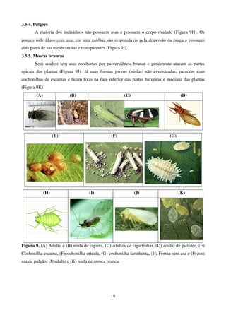 18
3.5.4. Pulgões
A maioria dos indivíduos não possuem asas e possuem o corpo ovalado (Figura 9H). Os
poucos indivíduos com asas em uma colônia sào responsáveis pela dispersão da praga e possuem
dois pares de sas menbranosas e transparentes (Figura 9I).
3.5.5. Moscas brancas
Seus adultos tem asas recobertas por pulverulência branca e geralmente atacam as partes
apicais das plantas (Figura 9J). Já suas formas jovens (ninfas) são esverdeadas, parecem com
cochonilhas de escamas e ficam fixas na face inferior das partes baixeiras e mediana das plantas
(Figura 9K).
(A) (B) (C) (D)
(E) (F) (G)
(H) (I) (J) (K)
Figura 9. (A) Adulto e (B) ninfa de cigarra, (C) adultos de cigarrinhas, (D) adulto de psilídeo, (E)
Cochonilha escama, (F)cochonilha ortézia, (G) cochonilha farinhenta, (H) Forma sem asa e (I) com
asa de pulgão, (J) adulto e (K) ninfa de mosca branca.
 