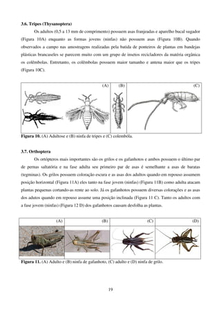 19
3.6. Tripes (Thysanoptera)
Os adultos (0,5 a 13 mm de comprimento) possuem asas franjeadas e aparelho bucal sugador
(Figura 10A) enquanto as formas jovens (ninfas) não possuem asas (Figura 10B). Quando
observados a campo nas amostragens realizadas pela batida de ponteiros de plantas em bandejas
plásticas brancaseles se parecem muito com um grupo de insetos recicladores da matéria orgânica
os colêmbolas. Entretanto, os colêmbolas possuem maior tamanho e antena maior que os tripes
(Figura 10C).
(A) (B) (C)
Figura 10. (A) Adultose e (B) ninfa de tripes e (C) colembóla.
3.7. Orthoptera
Os ortópteros mais importantes são os grilos e os gafanhotos e ambos possuem o último par
de pernas saltatória e na fase adulta seu primeiro par de asas é semelhante a asas de baratas
(tegminas). Os grilos possuem coloração escura e as asas dos adultos quando em repouso assumem
posição horizontal (Figura 11A) eles tanto na fase jovem (ninfas) (Figura 11B) como adulta atacam
plantas pequenas cortando-as rente ao solo. Já os gafanhotos possuem diversas colorações e as asas
dos adutos quando em repouso assume uma posição inclinada (Figura 11 C). Tanto os adultos com
a fase jovem (ninfas) (Figura 12 D) dos gafanhotos causam desfolha as plantas.
(A) (B) (C) (D)
Figura 11. (A) Adulto e (B) ninfa de gafanhoto, (C) adulto e (D) ninfa de grilo.
 