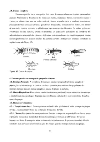 20
3.8. Cupins (Isoptera)
Possuem aparelho bucal mastigador, dois pares de asas membranosas iguais e metamorfose
gradual. Alimentam-se de celulose das raízes das plantas, madeiras e húmus. São insetos sociais e
vivem em ninhos com um ou mais casais de formas sexuadas (reis e rainhas). Anualmente,
produzem formas sexuadas (alelúias) que através de revoadas, instalam novos ninhos. No interior
de um ninho existem operárias e soldados que executam tarefas diferentes. Os ninhos podem ser
construídos no solo, subsolo, árvores ou madeiras. Os cupinzeiros construídos na superfície dos
solos diminuem a área útil das culturas e dificultam os tratos culturais. As espécies-praga de plantas
causam problemas nos estádios iniciais das culturas devido à redução dos estandes, sobretudo na
região de cerrado Figura 12).
Rainha Rei
Alelúia
Formas obreiras
Operária Soldado
Figura 12. Castas de cupins.
4. Fatores que afetam o ataque de pragas às culturas:
4.1. Inimigos Naturais: A ocorrência de inimigos naturais tem grande efeito na redução de
populações de insetos-praga às culturas. Assim, a preservação e aumento das populações de
inimigos naturais causam grande redução do ataque de pragas às culturas.
4.2. Planta Hospedeira: Uma cultura conduzida dentro de padrões técnicos adequados faz com que
a planta tolere maiores ataques de pragas e possibilita que a planta ative todo seu sistema de defesa
contra às pragas.
4.3. Elementos Climáticos:
4.3.1. Temperatura do Ar: Em temperaturas mais elevadas geralmente é maior o ataque de pragas
devido a sua maior reprodução e a aceleração do seu ciclo de vida.
4.3.2. Chuvas: Em épocas chuvosas geralmente é menor o ataque de pragas devido as chuvas serem
o principal causador de mortalidade dos insetos em regiões tropicais e subtropicais devido: ao
impacto mecânico de suas gotas sobre os insetos (principalmente os de pequeno tamanho) além de
umidades mais elevadas favorecerem a ação dos fungos que são inimigos naturais das pragas.
 