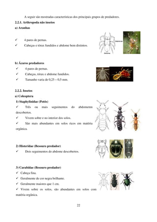 22
A seguir são mostradas características dos principais grupos de predadores.
2.2.1. Arthropoda não insetos
a) Aranhas
 4 pares de pernas.
 Cabeças e tórax fundidos e abdome bem distintos.
b) Ácaros predadores
 4 pares de pernas.
 Cabeças, tórax e abdome fundidos.
 Tamanho varia de 0,25 – 0,5 mm.
2.2.2. Insetos
a) Coleoptera
1) Staphylinidae (Potós)
 Três ou mais seguimentos do abdomemn
descobertos.
 Vivem sobre e no interior dos solos.
 São mais abundantes em solos ricos em matéria
orgânica.
2) Histeridae (Besouro predador)
 Dois seguimentos do abdome descobertos.
3) Carabidae (Besouro predador)
 Cabeça fina.
 Geralmente de cor negra brilhante.
 Geralmente maiores que 1 cm.
 Vivem sobre os solos, são abundantes em solos com
matéria orgânica.
 