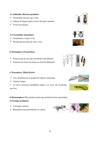 23
4) Anthicidae (Besouro predador)
 Geralmente menores que 3 mm.
 Cabeça de largura igual ou mais fina que o pronoto.
 Vivem nas plantas.
5) Coccinelidae (Joaninhas)
 Geralmente o corpo é oval.
 Geralmente possuem de cores vivas.
b) Dermaptera (Tesourinhas)
 Primeiro par de asas não recobrindo todo abdome.
 Estrutura em forma de pinças no final do abdomem.
c) Neuroptera: (Bicho lixeiro)
d) Hymenoptera (Não predam insetos que produzem fezes açucaradas)
1) Formiga predadora
 Coloração variável.
 Reentrância não proeminente na cabeça.
 Asas membranosas e quando em repouso inclinadas.
 Antenas longas.
 As larvas possuem mandíbulas longas e às vezes são recobertas
por lixo.
 