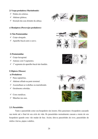 24
2) Vespa predadora (Marimbondo)
 Ninhos de celulose.
 Abdome globoso.
 Inserção das asas distante da cabeça.
e) Hemiptera (Percevejos predadores)
1) Não Pentatomidae
 Corpo alongado.
 Aparelho bucal curto e curvo.
2) Pentatomidae
 Corpo hexagonal.
 Antenas com 5 segmentos.
 1o
segmento do aparelho bucal não fundido.
f) Diptera (Moscas)
a) Predadoras
 Patas raptatórias.
 Abdome afilado na parte terminal.
 Assemelham-se à abelhas ou marimbondo.
 Geralmente coloridas.
 Cores metálicas.
 Manchas nas asas.
2.3. Parasitóides
Tanto o parasitóide como seu hospedeiro são insetos. Eles parasitam o hospedeiro causando
sua morte até o final do seu ciclo de vida. Os parasitóides normalmente causam a morte do seu
hospedeiro quando estes vão mudar de fase. Assim, têm-se parasitóides de ovos, parasitóides de
ninfas e larvas, pupas e adultos.
 