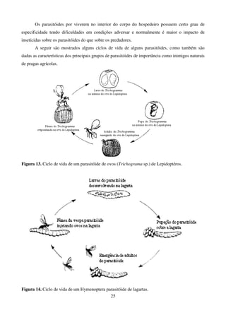 25
Os parasitóides por viverem no interior do corpo do hospedeiro possuem certo grau de
especificidade tendo dificuldades em condições adversar e normalmente é maior o impacto de
inseticidas sobre os parasitóides do que sobre os predadores.
A seguir são mostrados alguns ciclos de vida de alguns parasitóides, como também são
dadas as características dos principais grupos de parasitóides de importância como inimigos naturais
de pragas agrícolas.
Figura 13. Ciclo de vida de um parasitóide de ovos (Trichograma sp.) de Lepidoptéros.
Figura 14. Ciclo de vida de um Hymenoptera parasitóide de lagartas.
 