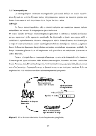 27
2.5. Entomopatógenos
Os entomopatógenos constituem microrganismos que causam doenças aos insetos e ácaros-
praga levando-os a morte. Existem muitos micororganismos cagapez de causarem doenças aos
insetos dentre estes os mais importantes são os fungos, bactéria e vírus.
a) Fungos
Os fungos entomopatogênicos são os micororganismos que geralmente causam maiores
mortalidades aos insetos e ácaros-praga nos agroecossistemas.
Os insetos atacados por fungos entomopatogênicos apresentam os sintomas de manchas escuras nas
pernas, segmentos e todo tegumento, paralisação da alimentação, o inseto tem aspecto débil e
desorientado; aparecimento de coloração esbranquiçada, após o desenvolvimento da contaminação
o corpo do inseto contaminado adquire a coloração característica do fungo que o atacou. A ação dos
fungos é altamente dependente das condições ambientais, sobretudo da temperatura e umidade. Os
fungos entomopatogênicos são os microrganismos mais generalistas atacando insetos pertencentes a
ordens diferentes.
Entre os principais fungos entomopatogênicos que exercem ação de controle sobre insetos e
ácaros-praga nos agroecossistemas estão: Metarhizium anisopliae, Beauveria bassiana, Verticillium
lecani, Nomurae riley, Hirsutella thompsonii, Aschersonia aleyrodis, Aspergilus spp., Paecilomyces
spp., Cordyceps spp., Entomophthora spp. e Sporothrix insectorum. A seguir é mostrado de forma
esquemática o ciclo de desenvolvimento de um fungo entomopatogênico.
Figura 15. Ciclo de desenvolvimento de um fungo entomopatogênico.
 