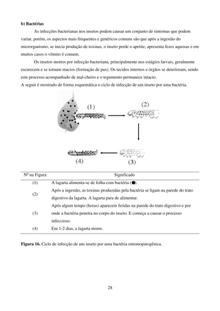 28
b) Bactérias
As infecções bacterianas nos insetos podem causar um conjunto de sintomas que podem
variar, porém, os aspectos mais frequentes e genéricos comuns são que após a ingestão do
microrganismo, se inicia produção de toxinas, o inseto perde o apetite, apresenta fezes aquosas e em
muitos casos o vômito é comum.
Os insetos mortos por infecção bacteriana, principalmente nos estágios larvais, geralmente
escurecem e se tornam macios (formação de pus). Os tecidos internos e órgãos se deterioram, sendo
este processo acompanhado de mal-cheiro e o tegumento permanece intacto.
A seguir é mostrado de forma esquemática o ciclo de infecção de um inseto por uma bactéria.
No
na Figura Significado
(1) A lagarta alimenta-se de folha com bactéria ( ).
(2)
Após a ingestão, as toxinas produzidas pela bactéria se ligam na parede do trato
digestivo da lagarta. A lagarta para de alimentar.
(3)
Após algum tempo (horas) aparecem feridas na parede do trato digestivo e por
onde a bactéria penetra no corpo do inseto. E começa a causar o processo
infeccioso.
(4) Em 1-2 dias, a lagarta morre.
Figura 16. Ciclo de infecção de um inseto por uma bactéria entomopatogênica.
 