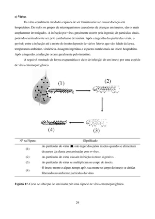 29
c) Vírius
Os vírus constituem entidades capazes de ser transmissíveis e causar doenças em
hospedeiros. De todos os grupos de microrganismos causadores de doenças em insetos, são os mais
amplamente investigados. A infecção por vírus geralmente ocorre pela ingestão de partículas virais,
podendo eventualmente ser pelo canibalismo de insetos. Após a ingestão das partículas virais, o
período entre a infecção até a morte do inseto depende de vários fatores que são: idade da larva,
temperatura ambiente, virulência, dosagem ingeridas e aspectos nutricionais do inseto hospedeiro.
Após a ingestão, a infecção ocorre geralmente pelo intestino.
A seguir é mostrado de forma esquemática o ciclo de infecção de um inseto por uma espécie
de vírus entomopatogênico.
No
na Figura Significado
(1)
As partículas do vírus ( ) são ingeridos pelos insetos quando se alimentam
de partes da planta contaminadas com o vírus.
(2) As partículas do vírus causam infecção no trato digestivo.
(3) As partículas do vírus se multiplicam no corpo do inseto.
(4)
O inseto morre e algum tempo após sua morte se corpo do inseto se desfaz
liberando no ambiente partículas do vírus
Figura 17. Ciclo de infecção de um inseto por uma espécie de vírus entomopatogênica.
 