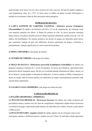 52
amarronzadas. Esse ácaro vive no solo e ocorrem em solos com teor elevado de matéria orgânica e
com temperaturas entre 16 a 27°C. O ácaro ataca os bulbos da planta casando deformações e
redução no crescimento, além de abrir porta para outros patógenos.
B) PRAGAS DA BATATA
1) LARVA ALFINETE OU VAQUINHA NACIONAL - Diabrotica speciosa (Coleoptera:
Chrysomelidae): Os adultos são besouros com 0,8 a 1,7 cm de comprimento, de coloração verde
com manchas amarelas nos élitros. A fêmea faz postura no solo. As larvas possuem coloração
branco leitosa, com placa castanha escura no último segmento abdominal, medem cerca de 1 cm. Os
adultos são desfolhadoes. Os maiores prejuízos são devido ao ataque aos tubercúlos pelas larvas,
que ocasionam: redução de peso dos tubérculos, favorece penetração de fungos e bactérias e,
principalmente, redução significativa no valor comercial do produto.
2) MOSCA MINADORA (vide pragas do tomate)
3) VETORES DE VIROSES (vide pragas do tomate)
4) TRAÇA DA BATATA - Phthorimaea operculella (Lepidoptera: Gelechiidae): Os adultos são
pequenas mariposas cinzentas de 1 cm de envergadura. As larvas são cilíndricas, apresentam placa
protoráxica dorsal retangular negra. São de cor esverdeada quando alimentam de folhas e hastes, ou
de cor branca a rosada quando se alimenta de tubérculos. As larvas minam as folhas e broqueiam as
hastes no campo, além de formar galerias nos tubérculos no campo e principalmente armazéns onde
causam danos importantes.
5) LAGARTA FALSA MEDIDEIRA (vide pragas da cultura da soja)
C) PRAGAS DE BRÁSSICAS
1. PULGÕES (HEMIPTERA: APHIDIDAE):
1.1 PULGÃO DAS BRÁSSICAS - Brevicoryne brassicae: Os adultos são verdes recobertos por
puvirulência branca, medem cerca de 2mm de comprimento, temperatura médias baixas favorecem
a ocorrência da praga e apresentam grade números de indivíduos por colônia. Atacam a gema apical
e folhas jovens.
1.2 PULGÃO DO NABO - Lipaphis erisinii: Os adultos ápteros são de coloração verde escuro
com pernas, antenas e sinfúnculos pretos e medem cerca de 2,5mm. Os indivíduos alados apresentas
 