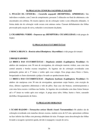 54
D) PRAGAS DA CENOURA SALSINHA E SALSÃO
1. PULGÃO DA CENOURA - Cavariella aegopodii (HEMIPTERA: APHIDIDAE): São
indivíduos ovalados, com 2 mm de comprimento, possuem 2 sifúnculos no final do abdomem e são
encontrados em colônias. Os insetos ápteros são de coloração verde e com sifúnculos dilatados. A
forma alada são de coloração verde escura com antenas curtas. Causam definhamento das folhas
provocado pela sucção de seiva, reduzido o crescimento da planta.
2. CIGARRINHA VERDE - Empoasca sp. (HEMIPTERA: CICADELLIDAE) (vide pragas do
feijão)
E) PRAGAS DAS CUCURBITÁCEAS
1 MOSCA BRANCA - Bemisia tabaci(Hemiptera: Aleyrodidae): (vide pragas do tomate)
2 BROQUEADORES
2.1 BROCA DAS CUCURBITÁCEAS - Diaphania nitidalis (Lepidoptera: Pyralidae): Os
adultos são mariposas com 30 mm de envergadura, de coloração marrom violáce, asas com área
central amarela e bordas escuras irregulares. As lagartas são de coloração esverdeadas com
pontuações pretas até o 3º ínstar e verdes após esse estágio. Essa praga ataca flores e frutos,
broqueiando os frutos destruindo a polpa e levando ao apodrecimento deste.
2.2 BROCA DAS CUCURBITÁCEAS - Diaphania hyalinata (Lepidoptera: Pyralidae): Os
adultos são mariposas com 30 mm de envergadura, apresentam corpo branco, com exceção do
tórax, últimos segmentos abdominais e tufo de pêlos. Suas asas são brancas, semitransparentes e
com uma faixa escura e retilínea nas bordas. As lagartas são esverdeadas com duas listras brancas
até o 4º ínstar ou verdes após esse estágio. A praga ataca talos, folhas, hastes e futos, causando
desfolha e broqueamento de frutos.
F) PRAGAS DO MORANGO
1 ÁCARO RAJADO – Tetranychus urticae (Koch) (Acari: Tarsonemidae): Os adultos são de
coloração esverdeada com manchas dorsais escuras, medem cerca de 0,5 mm, apresentam colônias
na face inferior das folhas com presença abuldante de teias. O ataque causa descoloração das folhas
levando a secagem e posterior queda, devido à raspagem e sucção de seiva.
 