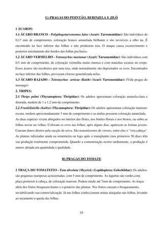 55
G) PRAGAS DO PIMNTÃO, BERINJELA E JILÓ
1 ÁCAROS:
1.1 ÁCARO BRANCO - Polyphagotarsonemus latus (Acari: Tarsonemidae): São indivíduos de
0,17 mm de comprimento, coloração branco amarelada brilhante e são invisíveis a olho nu. É
encontrado na face inferior das folhas e não produzem teia. O ataque causa escurecimento e
posterior enrolamento dos bordos das folhas pra baixo.
1.2 ÁCARO VERMELHO - Tetranychus marianae (Acari: Tarsonemidae): São indivíduos com
0,5 mm de comprimento, de coloração vermelha muito intensa e com manchas escuras no corpo.
Esses ácaros são recobertos por uma teia, onde normalmente são depositados os ovos. Encontrados
na face inferior das folhas, provocam clorose generalizada nelas.
1.3 ÁCARO RAJADO – Tetranychus urticae (Koch) (Acari: Tarsonemidae): (Vide pragas do
morango)
2. TRIPES:
2.1 Thrips palmi (Thysanoptera: Thripidae): Os adultos apresentam coloração amarela-clara e
dourada, medem de 1 a 1,2 mm de comprimento.
2.2 Frankiliniella shultzei (Thysanoptera: Thripidae): Os adultos apresentam coloração marrom-
escura, medem aproximadamente 3 mm de comprimento e as ninfas possuem coloração amarelada.
As duas espécies vivem abrigados no interior das flores, nos botões florais e nos brotos, ou sobre as
folhas novas ou velhas. Colocam os ovos nas folhas; após alguns dias, aparecem as formas jovens.
Causam danos diretos pela sucção da seiva. São transmissores de viroses, entre elas o vira-cabeça.
As plantas infectadas ainda na sementeira ou logo após o transplantio (nos primeiros 50 dias) têm
sua produção totalmente comprometida. Quando a contaminação ocorre tardiamente, a produção é
menos afetada em quantidade e qualidade.
H) PRAGAS DO TOMATE
1 TRAÇA DO TOMATEITO - Tuta absoluta (Meyrick) (Lepidoptera: Gelechiidae): Os adultos
são pequenas mariposas acinzentadas, com 5 mm de comprimento. As lagartas são verdes,com
placa posterior à cabeça, de coloração marrom. Podem medir até 7mm de comprimento. As traças
além dos frutos broqueam hastes e o ponteiro das plantas. Nos frutos causam o broqueamento,
inviabilizando sua comercialização. Já nas folhas confeccionam minas alargadas nas folhas, levando
ao secamento e queda das folhas.
 