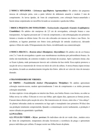 56
2 MOSCA MINADORA - Liriomyza spp.(Diptera: Agromyzidae): Os adultos são pequenas
moscas de coloração preta, com a parte inferior do abdomem amarela e medem 2 mm de
comprimento. As larvas ápodas, de 1mm de comprimento, com coloração branco-amarelada e
fazem minas serpenteadas no mesófilos levando ao secamento e queda das folhas.
3 BROCA PEQUENA DO TOMATEIRO - Neoleucinodes elegantalis (Guenée) (Lepidoptera:
Crambidae): Os adultos são mariposas de 2,5 cm de envergadura, coloração branca e asas
transparentes. As lagartas possuem até 1,3 mm de comprimento, e são esbranquiçadas nos primeiros
ínstares e rosadas no último ínstar. Os ovos são colocados em massas nos frutos e nas flores. Ao
eclodirem, as lagartas penetram nos frutos (esta perfuração de entrada cicatriza-se), deixando
apenas o frfuro de saída. O broqueamento dos frutos, inviabilizando sua comercialização
4 MOSCA BRANCA - Bemisia tabaci (Hemiptera: Aleyrodidae): Os adultos são de cor branca
com 2 a 3 mm de envergadura e quatro asas membranosas recobertas por pulverulência branca. As
ninfas são translúcidas, de contorno ovalado e em formato de escamas. Após o primeiro énstar, elas
se fixam à planta, onde permanecem ímoveis até o término da fase ninfal. Essa espécie promove a
sucção de seiva e transmissão de viroses no início do ciclo da cultura. A mosca branca injeta toxinas
nas plantas, levando ao amadurecimento irregular dos frutos além de ser vetor do virus do mosaico
dourado.
4 TRANSMISSORES DE VIROSES:
4.1 TRIPES - Frankiliniella shultzei (Thysanoptera: Thripidae): Os adultos apresentam
coloração marrom-escura, medem aproximadamente 3 mm de comprimento e as ninfas possuem
coloração amarelada.
As duas espécies vivem abrigados no interior das flores, nos botões florais e nos brotos, ou sobre as
folhas novas ou velhas. Colocam os ovos nas folhas; após alguns dias, aparecem as formas jovens.
Causam danos diretos pela sucção da seiva. São transmissores de viroses, entre elas o vira-cabeça.
As plantas infectadas ainda na sementeira ou logo após o transplantio (nos primeiros 50 dias) têm
sua produção totalmente comprometida. Quando a contaminação ocorre tardiamente, a produção é
menos afetada em quantidade e qualidade.
4.2 PULGÕES:
4.2.1 PULGÃO VERDE – Myzus persicae: Os individuos são de cor verde clara , medem cerca
de 2mm de comprimento, temperatura elevadas favorecem a ocorrência da praga e apresentam
poucos indivíduos por colônia. O ataque ocorre nas folhas basais da planta.
 