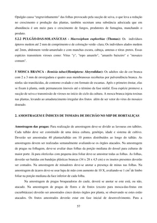 57
Opulgão causa “engruvinhamento das folhas provocado pela sucção de seiva, o que leva a redução
no crescimento e produção das plantas, também secretam uma substância adocicada que em
abundância é um meio para o crescimento de fungos, produtores de fumagina, manchando o
produto.
5.2.2 PULGÃO-DAS-SOLANÁCEAS - Macrosiphum euphorbiae (Thomas): Os indivíduos
ápteros medem até 2 mm de comprimento e de coloração verde- clara; Os indivíduos alados medem
até 2mm, abdomem verde-amarelado e com manchas escura, cabeça, antenas e tórax pretos. Essas
espécies transmitem viroses como: Vírus y, topo amarelo, amarelo baixeiro e mosaico
comum.
5 MOSCA BRANCA - Bemisia tabaci(Hemiptera: Aleyrodidae): Os adultos são de cor branca
com 2 a 3 mm de envergadura e quatro asas membranosas recobertas por pulverulência branca. As
ninfas são translúcidas, de contorno ovalado e em formato de escamas. Após o primeiro énstar, elas
se fixam à planta, onde permanecem ímoveis até o término da fase ninfal. Essa espécie promove a
sucção de seiva e transmissão de viroses no início do ciclo da cultura. A mosca branca injeta toxinas
nas plantas, levando ao amadurecimento irregular dos frutos além de ser vetor do virus do mosaico
dourado.
2. AMOSTRAGEM E ÍNDICES DE TOMADA DE DECISÃO NO MIP DE HORTALIÇAS
Amostragem das pragas: Para realização de amostragem deve-se dividir as lavouras em talhões.
Cada talhão deve ser constituído de uma única cultura, genótipo, idade e sistema de cultivo.
Deverão ser amostradas 40 plantas/talhão em 10 pontos distribuídos ao longo do talhão. As
amostragens devem ser realizadas semanalmente avaliando-se os órgãos atacados. Na amostragem
de pragas na folhagem, deve-se avaliar duas folhas da porção mediana do dossel para culturas de
maior porte. Já para olerícolas com pequena área foliar deve-se amostrar todas as folhas. As folhas,
deverão ser batidas em bandejas plásticas brancas (34 x 28 x 4,5 cm) e os insetos presentes deverão
ser contados. Na amostragem de minadores deve-se anotar a presença de minas nas folhas. Na
amostragem de ácaros deve-se usar lupa de mão com aumento de 10 X, avaliando-se 1 cm2
de limbo
foliar na porção mediana da face inferior de cada folha.
Na amostragem de pragas broqueadoras do caule, deverá se anotar se este está, ou não,
atacado. Na amostragem de pragas de flores e de frutos (exceto para mosca-das-frutas em
cucurbitáceas) deverão ser amostrados cinco destes órgãos por planta, se observando se estes estão
atacados. Os frutos amostrados deverão estar em fase inicial de desenvolvimento. Para a
 