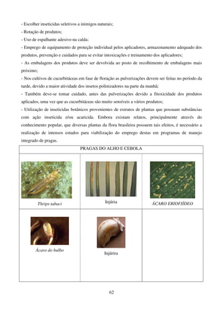 62
- Escolher inseticidas seletivos a inimigos naturais;
- Rotação de produtos;
- Uso de espalhante adesivo na calda;
- Emprego de equipamento de proteção individual pelos aplicadores, armazenamento adequado dos
produtos, prevenção e cuidados para se evitar intoxicações e treinamento dos aplicadores;
- As embalagens dos produtos deve ser devolvida ao posto de recolhimento de embalagens mais
próximo;
- Nos cultivos de cucurbitáceas em fase de floração as pulverizações devem ser feitas no período da
tarde, devido a maior atividade dos insetos polinizadores na parte da manhã;
- Também deve-se tomar cuidado, antes das pulverizações devido a fitoxicidade dos produtos
aplicados, uma vez que as cucurbitáceas são muito sensíveis a vários produtos;
- Utilização de inseticidas botânicos provenientes de extratos de plantas que possuam substâncias
com ação inseticida e/ou acaricida. Embora existam relatos, principalmente através do
conhecimento popular, que diversas plantas da flora brasileira possuem tais efeitos, é necessário a
realização de intensos estudos para viabilização do emprego destas em programas de manejo
integrado de pragas.
PRAGAS DO ALHO E CEBOLA
Thrips tabaci Injúria ÁCARO ERIOFIÍDEO
Ácaro do bulbo
Injúrira
 