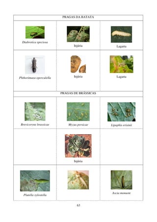 63
PRAGAS DA BATATA
Diabrotica speciosa
Injúria Lagarta
Phthorimaea operculella Injúria Lagarta
PRAGAS DE BRÁSSICAS
Brevicoryne brassicae Myzus persicae Lipaphis erisinii
Injúria
Plutella xylostella
Ascia monuste
 