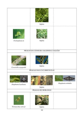 64
Injúria
Trichoplusia ni Injúria
PRAGAS DA CENOURA SALSINHA E SALSÃO
Cavariella aegopodii
Injúria
PRAGAS DAS CUCURBITÁCEAS
Diaphania hyalinata
Injúria
Diaphania nitidalis
PRAGAS DO MORANGO
Tetranychus urticae Injúria
 