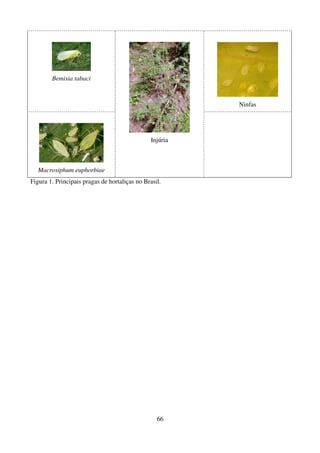 66
Bemisia tabaci
Ninfas
Macrosiphum euphorbiae
Injúria
Figura 1. Principais pragas de hortaliças no Brasil.
 