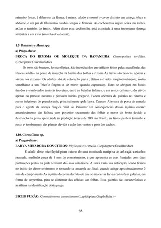 68
primeiro ínstar, é diferente da fêmea, é menor, alado e possui o corpo distinto em cabeça, tórax e
abdome, e um par de filamentos caudais longos e brancos. As cochonilhas sugam seiva das raízes,
axilas e também de frutos. Além disso essa cochonilha está associada à uma importante doença
atribuída a um vírus (murcha-do-abacaxi).
1.5. Bananeira Musa spp.
a) Praga-chave:
BROCA DO RIZOMA OU MOLEQUE DA BANANEIRA: Cosmopolites sordidus.
(Coleoptera: Curculionidae)
Os ovos são brancos, forma elíptica. São introduzidos em orifícios feitos pelas mandíbulas das
fêmeas adultas no ponto de inserção da bainha das folhas e rizoma.As larvas são brancas, ápodas e
vivem nos rizomas. Os adultos são de coloração preta , élitros estriados longitudinalmente, rostro
semelhante a um bicoe fingem-se de morto quando capturados. Estes se abrigam em locais
úmidos e sombreados junto às touceiras, entre as bainhas foliares, e em restos culturais; são ativos
apenas no período noturno e possuem hábito gregário. Fazem abertura de galerias no rizoma e
partes inferiores do pseudocaule, principalmente pela larva. Causam Abertura de porta de entrada
para o agente da doença fúngica mal do Panamá.Em consequências dessas injúrias ocorre:
amarelecimento das folhas; com posterior secamento das folhas e morte do broto devido a
destruição da gema apical.ueda na produção (cerca de 30% no Brasil), os frutos perdem tamanho e
peso; e. tombamento das plantas devido a ação dos ventos e peso dos cachos.
1.10. Citros Citrus sp.
a) Pragas-chave:
LARVA MINADORA DOS CITROS: Phyllocnistis citrella. (Lepidoptera:Gracillaridae)
O adulto deste microlepidoptero trata-se de uma minúscula mariposa de coloração castanho-
prateada, medindo cerca de 1 mm de comprimento, e que apresenta as asas franjadas com duas
pontuações pretas na parte terminal das asas anteriores. A larva varia sua coloração, sendo branca
no início do desenvolvimento e tornando-se amarela ao final, quando atinge aproximadamente 3
mm de comprimento As injúrias decorem do fato de que ao nascer as larvas constróem galerias, em
forma de serpentina, para se alimentar das células das folhas. Essa galerias são características e
auxiliam na identificação desta praga.
BICHO FURÃO: Gymnadrosona aurantianum (Lepidoptera:Grapholidae) –
 
