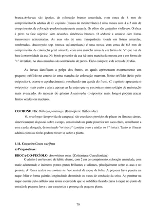 70
branca.As.larvas são ápodas, de coloração branco amarelada, com cerca de 8 mm de
comprimento.Os adultos de C. capitata (mosca do mediterrâneo) é uma mosca com 4 a 5 mm de
comprimento, de coloração predominantemente amarela. Os olhos são castanhos violáceos. O tórax
é preto na face superior, com desenhos simétricos brancos. O abdome é amarelo com listras
transversais acinzentadas. As asas são de uma transparência rosada em listras amarelas,
sombreadas. Anastrepha spp. (mosca sul-americana) é uma mosca com cerca de 6,5 mm de
comprimento, de coloração geral amarelo, com uma mancha amarela em forma de s que vai da
base à extremidade da asa. No bordo posterior da asa há outra mancha da mesma cor e em forma de
v invertido. As duas manchas são sombreadas de pretos. Ciclo completo é de cerca de 30 dias.
As larvas danificam a polpa dos frutos, os quais apresentam externamente um
pequeno orifício no centro de uma mancha de coloração marrom. Neste orifício (feito pelo
ovipositor), ocorre o apodrecimento, resultando em queda do fruto. C. capitata apresenta o
ovipositor mais curto e ataca apenas as laranjas que se encontram num estágio de maturação
mais avançado. As moscas do gênero Anastrepha (ovipositor mais longo) podem atacar
frutos verdes ou maduros.
COCHONILHA: Orthezia praelonga. (Homoptera: Ortheziidae)
O. praelonga (desprovida de carapaça) são coccídeos providos de placas ou lâminas céreas,
simetricamente dispostas sobre o corpo, constituindo na parte posterior um saco céreo, semelhante a
uma cauda alongada, denominado ovissaco (contém ovos e ninfas no 1º ínstar). Tanto as fêmeas
adultas como as ninfas podem mover-se sobre a planta.
1.11. Coqueiro Cocos nucifera
a) Pragas-chave:
BROCA-DO-PECÌOLO: Amerrhinus ynca. (Coleoptera: Curculionidae)
O adulto é um besouro de hábito diurno, com 2 cm de comprimento, coloração amarelada, com
matiz acinzentado e inúmeros pontos pretos brilhantes e salientes, principalmente sobre as asas e no
pronoto. A fêmea realiza sua postura na face ventral da raque da folha. A pequena larva penetra na
raque foliar e forma galerias longitudinais destruindo os vasos de condução da seiva. Ao penetrar na
raque escorre pelo orifício uma resina escurecida que se solidifica ficando presa à raque no ponto de
entrada da pequena larva o que caracteriza a presença da praga na planta.
 