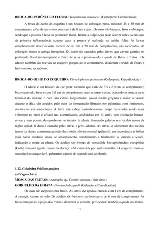 71
BROCA-DO-PEDÚNCULO FLORAL: Homalinotus coriaceus. (Coleoptera: Curculionidae)
A broca-do-cacho-do-coqueiro é um besouro de coloração preta, medindo 25 a 30 mm de
comprimento além de um rostro com cerca de 8 mm cujas . Os ovos são brancos, lisos e oblongos,
sendo que a postura é feita no pedúnculo floral. Porém, a oviposição pode ocorrer antes da emissão
da primeira inflorescência e,nesse caso, a postura é realizada na bainha foliar As larvas
completamente desenvolvidas medem de 40 mm a 50 mm de comprimento, são recurvadas, de
coloração branca e cabeça ferrugínea. Os danos são causados pelas larvas, que cavam galerias no
pedúnculo floral interrompendo o fluxo de seiva e promovendo a queda de flores e frutos . Os
adultos também são nocivos ao coqueiro porque, ao se alimentarem, dilaceram o tecido de flores e
frutos novos, secando-os.
BROCA-DO-OLHO DO COQUEIRO: Rhynchophorus palmarum (Coleoptera: Curculionidae)
O adulto é um besouro de cor preta; tamanho que varia de 3,5 a 6,0 cm de comprimento;
bico recurvado, forte e com 1,0 cm de comprimento; asas externas curtas, deixando exposta a parte
terminal do abdome e com oito estrias longitudinais; possui habito gregário e maior atividade
durante o dia.; são atraídos pelo odor de fermentação liberado por palmeiras com ferimentos,
doentes ou em senescência. A larva tem cabeça castanho-escura; corpo recurvado, sendo mais
volumoso no meio e afilado nas extremidades, subdividido em 13 anéis, com coloração branco-
creme e sem pernas; desenvolve-se no interior da planta, formando galerias nos tecidos tenros da
região apical. O dano é causado pelas larvas e pelos adultos. As larvas se alimentam dos tecidos
tenros da planta, constroem galerias destruindo o broto terminal (palmito); em decorrência as folhas
mais novas mostram sinais de amarelamento, murchamento e finalmente se curvam e secam,
indicando a morte da planta. Os adultos são vetores do nematóide Bursaphelenchus cocophilus
(Cobb) Baujard agente causal da doença letal conhecida por anel-vermelho. O coqueiro torna-se
suscetível ao ataque de R. palmarum a partir do segundo ano de plantio.
.
1.12. Goiabeira Psidium guajava
a) Pragas-chave:
MOSCA DAS FRUTAS: Anastrepha sp., Ceratitis capitata. (vide citrus)
GORGULHO DA GOIABA: Conotrachelus psidii. (Coleoptera: Curculionidae)
Os ovos são ovipostos nos frutos. As larvas são ápodas, brancas com 1 cm de comprimento.
A pupação ocorre no solo .Os adultos são besouros pardo-escuros de 6 mm de comprimento. As
larvas broqueiam a polpa dos frutos e destroem as semente, provocando também a queda dos frutos.
 