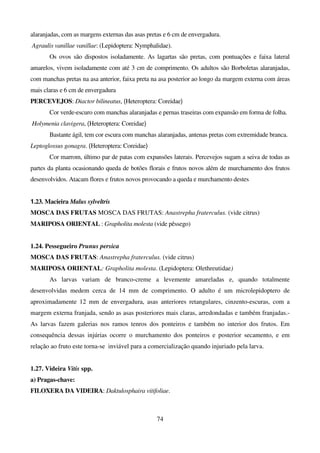 74
alaranjadas, com as margens externas das asas pretas e 6 cm de envergadura.
Agraulis vanillae vanillae: (Lepidoptera: Nymphalidae).
Os ovos são dispostos isoladamente. As lagartas são pretas, com pontuações e faixa lateral
amarelos, vivem isoladamente com até 3 cm de comprimento. Os adultos são Borboletas alaranjadas,
com manchas pretas na asa anterior, faixa preta na asa posterior ao longo da margem externa com áreas
mais claras e 6 cm de envergadura
PERCEVEJOS: Diactor bilineatus, (Heteroptera: Coreidae)
Cor verde-escuro com manchas alaranjadas e pernas traseiras com expansão em forma de folha.
Holymenia clavigera, (Heteroptera: Coreidae)
Bastante ágil, tem cor escura com manchas alaranjadas, antenas pretas com extremidade branca.
Leptoglossus gonagra. (Heteroptera: Coreidae)
Cor marrom, último par de patas com expansões laterais. Percevejos sugam a seiva de todas as
partes da planta ocasionando queda de botões florais e frutos novos além de murchamento dos frutos
desenvolvidos. Atacam flores e frutos novos provocando a queda e murchamento destes
1.23. Macieira Malus sylveltris
MOSCA DAS FRUTAS MOSCA DAS FRUTAS: Anastrepha fraterculus. (vide citrus)
MARIPOSA ORIENTAL : Grapholita molesta (vide pêssego)
1.24. Pessegueiro Prunus persica
MOSCA DAS FRUTAS: Anastrepha fraterculus. (vide citrus)
MARIPOSA ORIENTAL: Grapholita molesta. (Lepidoptera: Olethreutidae)
As larvas variam de branco-creme a levemente amareladas e, quando totalmente
desenvolvidas medem cerca de 14 mm de comprimento. O adulto é um microlepidoptero de
aproximadamente 12 mm de envergadura, asas anteriores retangulares, cinzento-escuras, com a
margem externa franjada, sendo as asas posteriores mais claras, arredondadas e também franjadas.-
As larvas fazem galerias nos ramos tenros dos ponteiros e também no interior dos frutos. Em
consequência dessas injúrias ocorre o murchamento dos ponteiros e posterior secamento, e em
relação ao fruto este torna-se inviável para a comercialização quando injuriado pela larva.
1.27. Videira Vitis spp.
a) Pragas-chave:
FILOXERA DA VIDEIRA: Daktulosphaira vitifoliae.
 