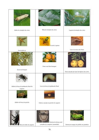76
Adulto do minador dos citros Mina de minador dos citros Lagarta do minador dos citros
Anastrepha sp.
Ceratitis capitata
Larva de mosca das frutas
Ácaro da ferrugem
Fruto com falsa ferrugem
Fruto atacado por ácaro da leprose dos citros
Adulto de broca do pedúnculo floral do
coqueiro
Larva de broca do pedúnculo floral
Adulto de broca do pecíolo Galeria causada no pecíolo do coqueiro
Broca do olho do coqueiro
Sintoma da doença anel
vermelho do conqueiro (nematóide) Sintoma do ataque de psilídio em goiabeira
 