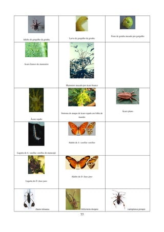 77
Adulto de gorgulho da goiaba
Larva de gorgulho da goiaba
Fruto de goiaba atacado por gorgulho
Acaro branco do mamoeiro
Mamoeiro atacado por ácaro branco
Ácaro rajado
Sintoma do ataque de ácaro rajado em folha de
mamão
Ácaro plano
Lagarta de A. vanillae vanillae do maracujá
Adulto de A. vanillae vanillae
Lagarta de D. Juno juno
Adulto de D. Juno juno
Diactor bilineatus Holhymenia clavigera Leptoglossus gonagra
 