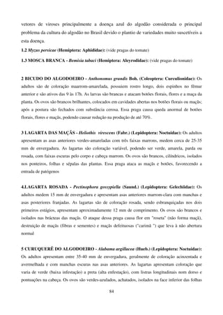 84
vetores de viroses principalmente a doença azul do algodão considerada o principal
problema da cultura do algodão no Brasil devido o plantio de variedades muito suscetíveis a
esta doença.
1.2 Myzus persicae (Hemiptera: Aphididae): (vide pragas do tomate)
1.3 MOSCA BRANCA - Bemisia tabaci (Hemiptera: Aleyrodidae): (vide pragas do tomate)
2 BICUDO DO ALGODOEIRO - Anthonomus grandis Boh. (Coleoptera: Curculionidae): Os
adultos são de coloração maarrom-amarelada, possuiem rostro longo, dois espinhos no fêmur
anterior e são ativos das 9 às 17h. As larvas são brancas e atacam botões florais, flores e a maça da
planta. Os ovos são brancos brilhantes, colocados em cavidades abertas nos botões florais ou maçãs;
após a postura são fechados com substância cerosa. Essa praga causa queda anormal de botões
florais, flores e maçãs, podendo causar redução na produção de até 70%.
3 LAGARTA DAS MAÇÃS - Heliothis virescens (Fabr.) (Lepidoptera: Noctuidae): Os adultos
apresentam as asas anteriores verdes-amareladas com três faixas marrons, medem cerca de 25-35
mm de envergadura. As lagartas são coloração variável, podendo ser verde, amarela, parda ou
rosada, com faixas escuras pelo corpo e cabeça marrom. Os ovos são brancos, cilíndricos, isolados
nos ponteiros, folhas e sépalas das plantas. Essa praga ataca as maçãs e botões, favorecendo a
entrada de patógenos
4.LAGARTA ROSADA - Pectinophora gossypiella (Saund.) (Lepidoptera: Gelechiidae): Os
adultos medem 15 mm de envergadura e apresentam asas anteriores marrom-clara com manchas e
asas posteriores franjadas. As lagartas são de coloração rosada, sendo esbranquiçadas nos dois
primeiros estágios, apresentam aproximadamente 12 mm de comprimento. Os ovos são brancos e
isolados nas brácteas das maçãs. O ataque dessa praga causa flor em roseta (não forma maçã),
destruição de maçãs (fibras e sementes) e maçãs defeituosas (carimã ) que leva à não abertura
normal
5 CURUQUERÊ DO ALGODOEIRO - Alabama argillacea (Hueb.) (Lepidoptera: Noctuidae):
Os adultos apresentam entre 35-40 mm de envergadura, geralmente de coloração acinzentada e
avermelhada e com manchas escuras nas asas anteriores. As lagartas apresentam coloração que
varia de verde (baixa infestação) a preta (alta enfestação), com listras longitudinais nom dorso e
pontuações na cabeça. Os ovos são verdes-azulados, achatados, isolados na face inferior das folhas
 