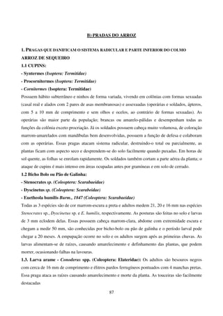 87
B) PRADAS DO ARROZ
1. PRAGAS QUE DANIFICAM O SISTEMA RADICULAR E PARTE INFERIOR DO COLMO
ARROZ DE SEQUEIRO
1.1 CUPINS:
- Syntermes (Isoptera: Termitidae)
- Procornitermes (Isoptera: Termitidae)
- Cornitermes (Isoptera: Termitidae)
Possuem hábito subterrâneo e ninhos de forma variada, vivendo em colônias com formas sexuadas
(casal real e alados com 2 pares de asas membranosas) e assexuadas (operárias e soldados, ápteros,
com 5 a 10 mm de comprimento e sem olhos e ocelos, ao contrário de formas sexuadas). As
operárias são maior parte da população; brancas ou amarelo-pálidas e desempenham todas as
funções da colônia exceto procriação. Já os soldados possuem cabeça muito volumosa, de coloração
marrom-amarelados com mandíbulas bem desenvolvidas, possuem a função de defesa e colaboram
com as operárias. Essas pragas atacam sistema radicular, destruindo-o total ou parcialmente, as
plantas ficam com aspecto seco e desprendem-se do solo facilmente quando puxadas. Em horas de
sol quente, as folhas se enrolam rapidamente. Os soldados também cortam a parte aérea da planta; o
ataque de cupins é mais intenso em áreas ocupadas antes por gramíneas e em solo de cerrado.
1.2 Bicho Bolo ou Pão de Galinha:
- Stenocrates sp. (Coleoptera: Scarabaeidae)
- Dyscinetus sp. (Coleoptera: Scarabeidae)
- Euetheola humilis Burm., 1847 (Coleoptera: Scarabaeidae)
Todas as 3 espécies são de cor marrom-escura a preta e adultos medem 21, 20 e 16 mm nas espécies
Stenocrates sp., Dyscinetus sp. e E. humilis, respectivamente. As posturas são feitas no solo e larvas
de 3 mm eclodem delas. Essas possuem cabeça marrom-clara, abdome com extremidade escura e
chegam a medir 50 mm, são conhecidas por bicho-bolo ou pão de galinha e o período larval pode
chegar a 20 meses. A empupação ocorre no solo e os adultos surgem após as primeiras chuvas. As
larvas alimentam-se de raízes, causando amarelecimento e definhamento das plantas, que podem
morrer, ocasionando falhas na lavouras.
1.3. Larva arame - Conoderus spp. (Coleoptera: Elateridae): Os adultos são besouros negros
com cerca de 16 mm de comprimento e élitros pardos ferrugíneos pontuados com 4 manchas pretas.
Essa praga ataca as raízes causando amarelecimento e morte da planta. As touceiras são facilmente
destacadas
 