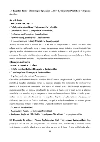 88
1.4. Lagartas-elasmo - Elasmopalpus lignosellus (Zeller) (Lepidoptera: Pyralidae): (vide pragas
do milho).
Arroz irrigado
1 BICHEIRA DO ARROZ:
- Helodytes foveolatus Duval (Coleoptera: Curculionidae)
- Lissorhoptrus tibialis (Coleoptera: Curculionidae)
- Neobagous sp. (Coleoptera: Curculionidae)
- Hydrotimetes sp. (Coleoptera: Curculionidae)
- Oryzophagus oryzae (Lima) (Coleoptera: Curculionidae)
Adultos possuem rostro e medem de 2,0 a 9,0 mm de comprimento. As larvas são claras com
cabeça amarela e pêlos ralos sobre o corpo, não possuindo pernas torácicas nem abdominais (são
ápodas). Adultos alimentam-se de folhas novas, no entanto as larvas são mais prejudiciais, e podem
provocar a destruição total das raízes. As plantas atacadas ficam menores, amareladas e as folhas,
com as extremidades murchas. O ataque normalmente ocorre em reboleiras.
2 Pragas da parte aérea
2.1 PERCEVEJOS DO GRÃO:
- Oebalus poecilus (Dallas) (Heteroptera: Pentatomidae)
- O. ypsilongriseus (Heteroptera: Pentatomidae)
- O. grisescens (Heteroptera: Pentatomidae)
Os adultos são de cor marrom-clara e medem de 8-10 mm de comprimento O O. poecilus possui no
pronoto, 2 manchas amareladas curvas e 3 manchas amarelas nos hemiélitros, O. ypsilongriseus
possui as 3 manchas nos hemiélitros, mas não as do pronoto e o O. grisescens já não possuem
manchas amarelas. As ninfas, inicialmente são escuras e ficam com o tórax escuro e abdome
amarelado, com manchas negras. As posturas são normalmente feitas nas folhas, podendo ocorrer
ainda no colmo e panículas. Esses inseto são sugadores de grãos, em grãos leitosos, estes podem ser
totalmente esvaziados ou ficarem atrofiados; em grãos mais desenvolvidos formam-se pontos
escuros na casca e brancos no endosperma. Os grãos ficam fracos e com menor peso.
2.2 Lagartas desfolhadoras:
- Mocis Latipes (Guen.) (Lepidoptera: Noctuidae)
- Spodoptera frugiperda (J.E. Smith) (Lepidoptera: Noctuidae): (vide pragas do milho)
2.3 Percevejo do colmo - Tibraca limbativentres Stal (Heteroptera: Pentatomidae): São
percevejos de 15 mm de comprimento, cor marrom clara dorsalmente e marrom escura
ventralmente. As ninfas são de cores variáveis e escuras no 5º ínstar. A alta umidade do solo e
 