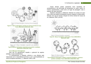 Apostila de Projeto de Paisagismo Prof. Vanessa Goulart Dorneles
306. Conhecendo a vegetação
Figura 57 - Maciço heterogêneo: formado por diversos formatos de copa.
Fonte: (MASCARÓ & MASCARÓ, 2002)
Figura 58 Maciço heterogêneo organizado para permitir a ventilação.
(MASCARÓ & MASCARÓ, 2002)
6.2.2. Maciços Homogêneos
Este tipo de agrupamento ressalta o potencial da espécie
adotada, e suas características.
“O sombreamento é bastante uniforme e sua eficácia está
relacionada com a transmitância luminosa e com a permeabilidade ao
vento da espécie escolhida [...]”. (Mascaró, 2002, p.28).
Copas densas podem apresentar bons resultados de
sombreamento e de diminuição da temperatura no verão, porém no
inverno caracterizarão o local como um lugar de passagem, caso a
espécie não seja caducifólia.
Espécies plantadas a distâncias inferiores às somas de seus
raios, terão seus galhos entrelaçados quando chegarem à idade adulta,
fazendo com que as árvores cresçam de forma vertical em busca da
luz. (Mascaró, 2002, p.28-30)
Figura 59 - Maciço homogêneo, copas iguais. Fonte: (MASCARÓ &
MASCARÓ, 2002)
Figura 60 Maciço heterogêneo: enfatiza o potencial paisagístico, sombreia e
permite a ventilação. Fonte: (MASCARÓ & MASCARÓ, 2002)
 