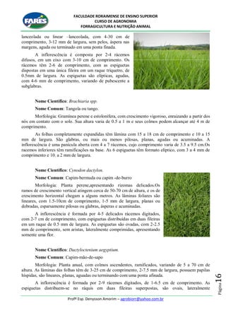 FACULDADE RORAIMENSE DE ENSINO SUPERIOR
CURSO DE AGRONOMIA
FORRAGICULTURA E NUTRIÇÃO ANIMAL
Profº Esp. Denysson Amorim – agrobiorr@yahoo.com.br
Página16
lanceolada ou linear –lanceolada, com 4-30 cm de
comprimento, 3-12 mm de largura, sem pelos, áspera nas
margens, aguda ou terminado em uma ponta finada.
A inflorescência é composta por 2-4 rácemos
difusos, em um eixo com 3-10 cm de comprimento. Os
rácemos têm 2-6 de comprimento, com as espiguetas
dispostas em uma única fileira em um raque tríquetro, de
0.5mm de largura. As espiguetas são elípticas, agudas,
com 4-6 mm de comprimento, variando de pubescente a
subglabras.
Nome Científico: Brachiaria spp.
Nome Comum: Tangola ou tango.
Morfologia: Gramínea perene e estolonífera, com crescimento vigoroso, enraizando a partir dos
nós em contato com o solo. Sua altura varia de 0.5 a 1 m e seus colmos podem alcançar até 4 m de
comprimento.
As folhas completamente expandidas têm lâmina com 15 a 18 cm de comprimento e 10 a 15
mm de largura. São glabras, ou mais ou menos pilosas, planas, agudas ou acuminadas. A
inflorescência é uma panícula aberta com 4 a 7 rácemos, cujo comprimento varia de 3.5 a 9.5 cm.Os
racemos inferiores têm ramificações na base. As 6 espiguetas têm formato elíptico, com 3 a 4 mm de
comprimento e 10. a 2 mm de largura.
Nome Científico: Cynodon dactylon.
Nome Comum: Capim-bermuda ou capim -de-burro
Morfologia: Planta perene,apresentando rizomas delicados.Os
ramos de crescimento vertical atingem cerca de 50-70 cm de altura, e os de
crescimento horizontal chegam a alguns metros. As lâminas foliares são
lineares, com 1.5-10cm de comprimento, 1-5 mm de largura, planas ou
dobradas, esparsamente pilosas ou glabras, ásperas e acuminadas.
A inflorescência é formada por 4-5 delicados rácemos digitados,
com 2-7 cm de comprimento, com espiguetas distribuídas em duas fileiras
em um raque de 0.5 mm de largura. As espiguetas são ovadas, com 2-2.5
mm de comprimento, sem aristas, lateralmente comprimidas, apresentando
somente uma flor.
Nome Científico: Dactyloctenium aegyptium.
Nome Comum: Capim-mão-de-sapo
Morfologia: Planta anual, com colmos ascendentes, ramificados, variando de 5 a 70 cm de
altura. As lâminas das folhas têm de 3-25 cm de comprimento, 2-7.5 mm de largura, possuem papilas
híspidas, são lineares, planas, aguadas ou terminando com uma ponta afinada.
A inflorescência é formada por 2-9 rácemos digitados, de 1-6.5 cm de comprimento. As
espiguetas distribuem-se no ráquis em duas fileiras superpostas, são ovais, lateralmente
 