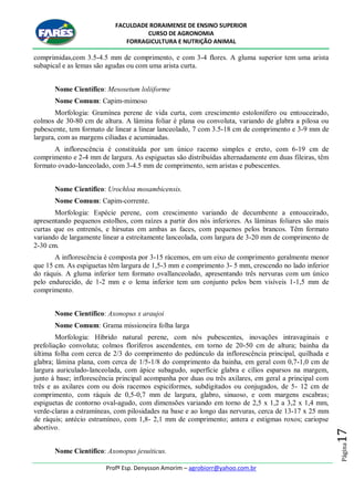 FACULDADE RORAIMENSE DE ENSINO SUPERIOR
CURSO DE AGRONOMIA
FORRAGICULTURA E NUTRIÇÃO ANIMAL
Profº Esp. Denysson Amorim – agrobiorr@yahoo.com.br
Página17
comprimidas,com 3.5-4.5 mm de comprimento, e com 3-4 flores. A gluma superior tem uma arista
subapical e as lemas são agudas ou com uma arista curta.
Nome Científico: Mesosetum loliiforme
Nome Comum: Capim-mimoso
Morfologia: Gramínea perene de vida curta, com crescimento estolonífero ou entouceirado,
colmos de 30-80 cm de altura. A lâmina foliar é plana ou convoluta, variando de glabra a pilosa ou
pubescente, tem formato de linear a linear lanceolado, 7 com 3.5-18 cm de comprimento e 3-9 mm de
largura, com as margens ciliadas e acuminadas.
A inflorescência é constituída por um único racemo simples e ereto, com 6-19 cm de
comprimento e 2-4 mm de largura. As espiguetas são distribuídas alternadamente em duas fileiras, têm
formato ovado-lanceolado, com 3-4.5 mm de comprimento, sem aristas e pubescentes.
Nome Científico: Urochloa mosambicensis.
Nome Comum: Capim-corrente.
Morfologia: Espécie perene, com crescimento variando de decumbente a entouceirado,
apresentando pequenos estolhos, com raízes a partir dos nós inferiores. As lâminas foliares são mais
curtas que os entrenós, e hirsutas em ambas as faces, com pequenos pelos brancos. Têm formato
variando de largamente linear a estreitamente lanceolada, com largura de 3-20 mm de comprimento de
2-30 cm.
A inflorescência é composta por 3-15 rácemos, em um eixo de comprimento geralmente menor
que 15 cm. As espiguetas têm largura de 1,5-3 mm e comprimento 3- 5 mm, crescendo no lado inferior
do ráquis. A gluma inferior tem formato ovallanceolado, apresentando três nervuras com um único
pelo endurecido, de 1-2 mm e o lema inferior tem um conjunto pelos bem visíveis 1-1,5 mm de
comprimento.
Nome Científico: Axonopus x araujoi
Nome Comum: Grama missioneira folha larga
Morfologia: Híbrido natural perene, com nós pubescentes, inovações intravaginais e
prefoliação convoluta; colmos floríferos ascendentes, em torno de 20-50 cm de altura; bainha da
última folha com cerca de 2/3 do comprimento do pedúnculo da inflorescência principal, quilhada e
glabra; lâmina plana, com cerca de 1/5-1/8 do comprimento da bainha, em geral com 0,7-1,0 cm de
largura auriculado-lanceolada, com ápice subagudo, superfície glabra e cílios esparsos na margem,
junto à base; inflorescência principal acompanha por duas ou três axilares, em geral a principal com
três e as axilares com ou dois racemos espiciformes, subdigitados ou conjugados, de 5- 12 cm de
comprimento, com ráquis de 0,5-0,7 mm de largura, glabro, sinuoso, e com margens escabras;
espiguetas de contorno oval-agudo, com dimensões variando em torno de 2,5 x 1,2 a 3,2 x 1,4 mm,
verde-claras a estramíneas, com pilosidades na base e ao longo das nervuras, cerca de 13-17 x 25 mm
de ráquis; antécio estramíneo, com 1,8- 2,1 mm de comprimento; antera e estigmas roxos; cariopse
abortivo.
Nome Científico: Axonopus jesuiticus.
 
