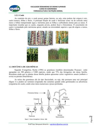 FACULDADE RORAIMENSE DE ENSINO SUPERIOR
CURSO DE AGRONOMIA
FORRAGICULTURA E NUTRIÇÃO ANIMAL
Profº Esp. Denysson Amorim – agrobiorr@yahoo.com.br
Página2
1.2.3. Caule
Ao contrário da raiz, o caule possui gemas laterais, ou seja, estas podem dar origem à raiz,
caule (ramos), folhas e flores. A principal função do caule é funcionar como via de conexão entre
raízes e folhas transportando água e nutrientes para as folhas e carboidratos destas para as raízes. É
importante ressaltar que os caules, enquanto jovens, podem fazer a fotossíntese. O crescimento do
caule é comandado pelo meristema apical, situado na extremidade superior e que dá origem a ramos,
folhas e flores.
1.3. BOTÂNICA DE GRAMÍNEAS
Segundo Evangelista; Rocha (1996) as gramíneas (também denominadas Poaceae) estão
agrupadas em 300 gêneros e 5.000 espécies, sendo que 75% das forrageiras são dessa família.
Ressaltam ainda que as plantas dessa família podem apresentar ciclos vegetativos anuais (milheto e
aveia) ou perenes (brachiárias).
As raízes das gramíneas são do tipo fasciculado, ou seja, não possuem uma raiz principal
(figura 1) e podem ser seminais (originadas das sementes quando estão germinando) ou adventícias
(originárias do caule), sendo estas raízes numerosas e pouco profundas.
 