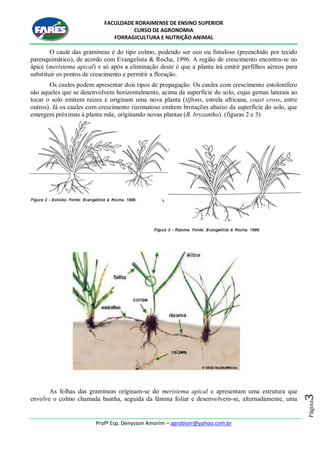 FACULDADE RORAIMENSE DE ENSINO SUPERIOR
CURSO DE AGRONOMIA
FORRAGICULTURA E NUTRIÇÃO ANIMAL
Profº Esp. Denysson Amorim – agrobiorr@yahoo.com.br
Página3
O caule das gramíneas é do tipo colmo, podendo ser oco ou fistuloso (preenchido por tecido
parenquimático), de acordo com Evangelista & Rocha, 1996. A região de crescimento encontra-se no
ápice (meristema apical) e só após a eliminação deste é que a planta irá emitir perfilhos aéreos para
substituir os pontos de crescimento e permitir a floração.
Os caules podem apresentar dois tipos de propagação. Os caules com crescimento estolonífero
são aqueles que se desenvolvem horizontalmente, acima da superfície do solo, cujas gemas laterais ao
tocar o solo emitem raízes e originam uma nova planta (tiftons, estrela africana, coast cross, entre
outros). Já os caules com crescimento rizomatoso emitem brotações abaixo da superfície do solo, que
emergem próximas à planta mãe, originando novas plantas (B. bryzantha). (figuras 2 e 3)
As folhas das gramíneas originam-se do meristema apical e apresentam uma estrutura que
envolve o colmo chamada bainha, seguida da lâmina foliar e desenvolvem-se, alternadamente, uma
 