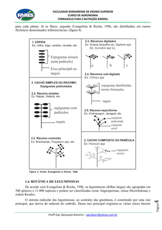 FACULDADE RORAIMENSE DE ENSINO SUPERIOR
CURSO DE AGRONOMIA
FORRAGICULTURA E NUTRIÇÃO ANIMAL
Profº Esp. Denysson Amorim – agrobiorr@yahoo.com.br
Página4
para cada planta. Já as flores, segundo Evangelista & Rocha, 1996, são distribuídas em ramos
florísticos denominados inflorescências. (figura 4).
1.4. BOTÂNICA DE LEGUMINOSAS
De acordo com Evangelista & Rocha, 1996, as leguminosas (folhas largas) são agrupadas em
500 gêneros e 11.000 espécies e podem ser classificadas como Angiospermas, classe Dicotiledonae e
ordem Rosales.
O sistema radicular das leguminosas, ao contrário das gramíneas, é constituído por uma raiz
principal, que deriva da radícula do embrião. Dessa raiz principal originam-se várias raízes laterais
 