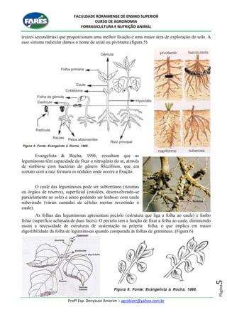 FACULDADE RORAIMENSE DE ENSINO SUPERIOR
CURSO DE AGRONOMIA
FORRAGICULTURA E NUTRIÇÃO ANIMAL
Profº Esp. Denysson Amorim – agrobiorr@yahoo.com.br
Página5
(raízes secundárias) que proporcionam uma melhor fixação e uma maior área de exploração do solo. A
esse sistema radicular damos o nome de axial ou pivotante.(figura 5)
Evangelista & Rocha, 1996, ressaltam que as
leguminosas têm capacidade de fixar o nitrogênio do ar, através
de simbiose com bactérias do gênero Rhizóbium, que em
contato com a raiz formam os nódulos onde ocorre a fixação.
O caule das leguminosas pode ser subterrâneo (rizomas
ou órgãos de reserva), superficial (estolões, desenvolvendo-se
paralelamente ao solo) e aéreo podendo ser lenhoso com caule
suberizado (várias camadas de células mortas revestindo o
caule).
As folhas das leguminosas apresentam pecíolo (estrutura que liga a folha ao caule) e limbo
foliar (superfície achatada de duas faces). O pecíolo tem a função de fixar a folha ao caule, diminuindo
assim a necessidade de estruturas de sustentação na própria folha, o que implica em maior
digestibilidade da folha de leguminosas quando comparada às folhas de gramíneas. (Figura 6)
 