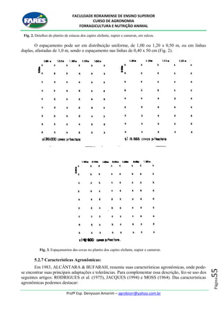 FACULDADE RORAIMENSE DE ENSINO SUPERIOR
CURSO DE AGRONOMIA
FORRAGICULTURA E NUTRIÇÃO ANIMAL
Profº Esp. Denysson Amorim – agrobiorr@yahoo.com.br
Página55
Fig. 2. Detalhes do plantio de estacas dos capins elefante, napier e cameron, em sulcos.
O espaçamento pode ser em distribuição uniforme, de 1,00 ou 1,20 x 0,50 m, ou em linhas
duplas, afastadas de 1,0 m, sendo o espaçamento nas linhas de 0,40 x 50 cm (Fig. 2).
Fig. 3. Espaçamentos das covas no plantio dos capins elefante, napier e cameron.
5.2.7 Características Agronômicas:
Em 1983, ALCÂNTARA & BUFARAH, resumiu suas características agronômicas, onde pode-
se encontrar suas principais adaptações e tolerâncias. Para complementar essa descrição, fez-se uso dos
seguintes artigos: RODRIGUES et al. (1975), JACQUES (1994) e MOSS (1964). Das características
agronômicas podemos destacar:
 