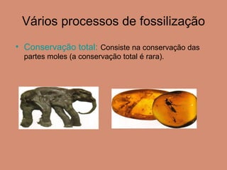 Vários processos de fossilização Conservação total:   Consiste na conservação das partes moles (a conservação total é rara). 