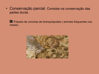 Conservação parcial :  Consiste na conservação das partes duras. EX :   Fósseis de conchas de branquiópodes ( animais frequentes nos mares) 