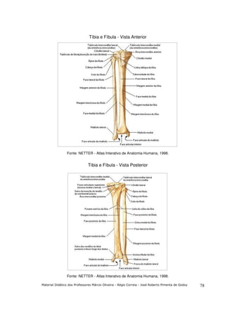 Apostila i introdução a anatomia e aparelho locomotor | PDF